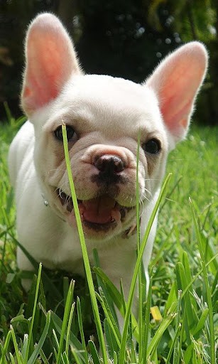 French Bulldogs Wallpaper For Android Appszoom