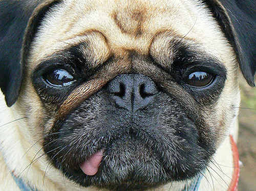 Pug Dog HD Wallpaper All About Dogs