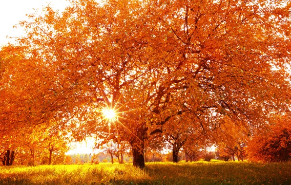Wallpaper Nature Landscape Autumn A Time Of The Year Wood Yellow