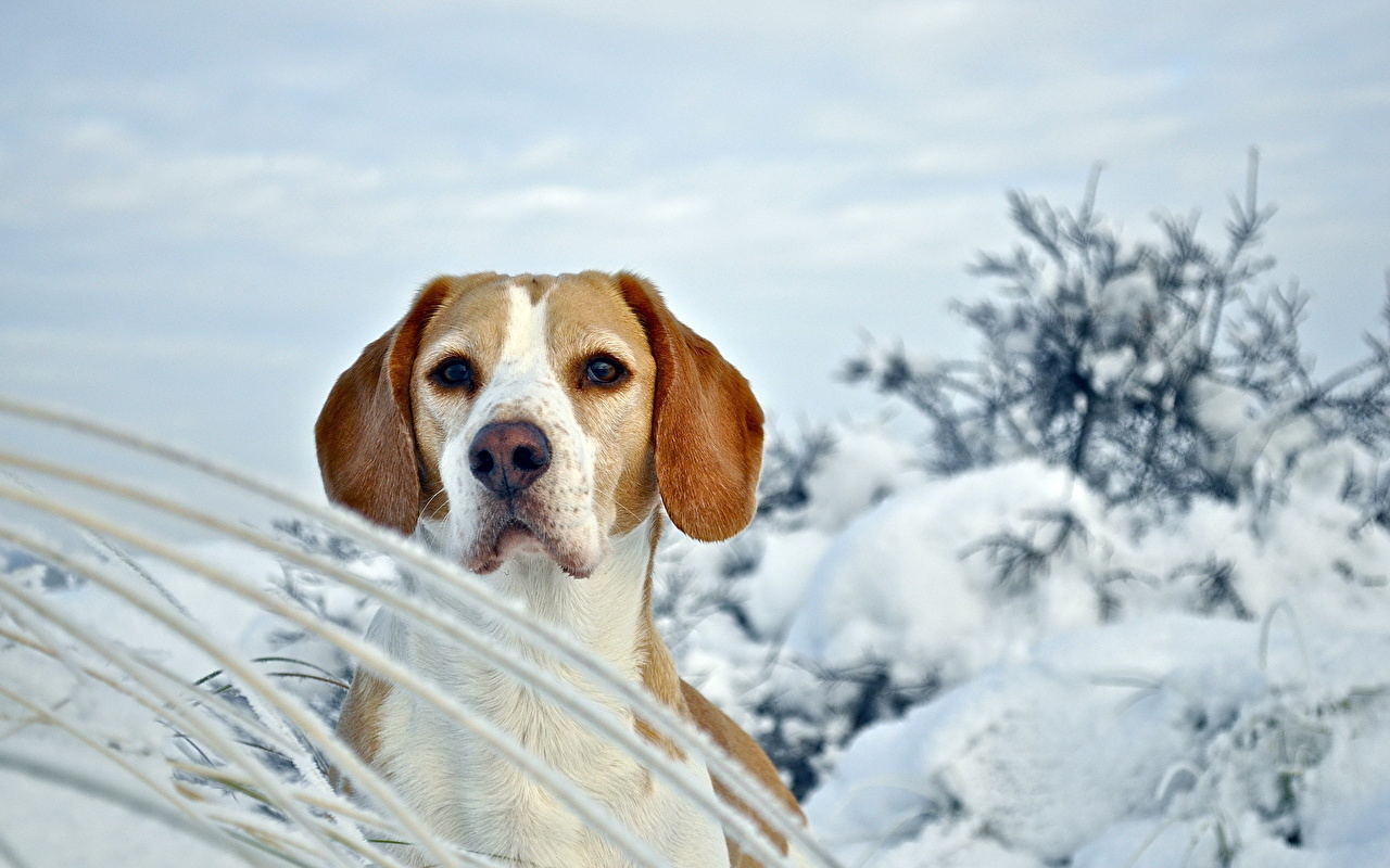 Desktop Wallpaper Beagle Dogs Animals