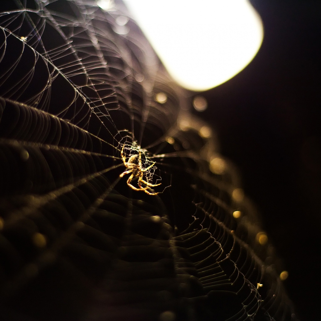 spider web wallpaper android