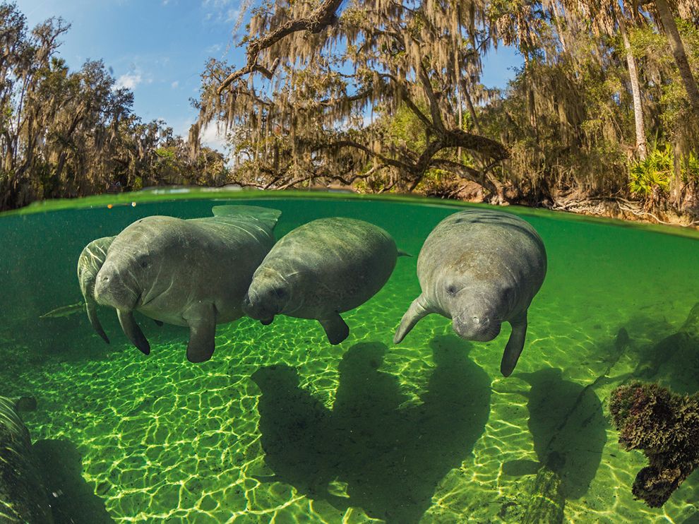 Manatee Picture Underwater Wallpaper National Geographic Photo