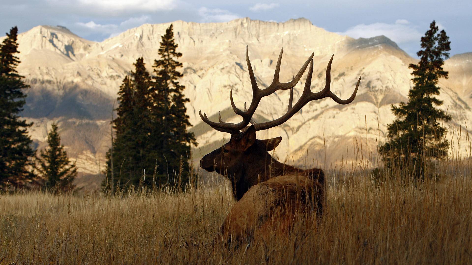 Mountains Elk Wallpaper