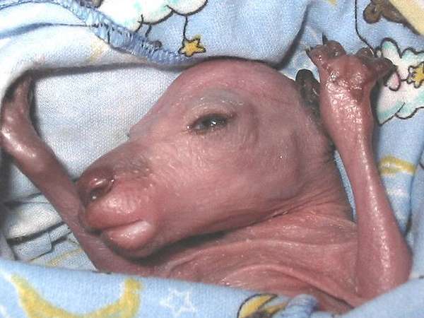 Unique Pictures Ugly Baby Animals