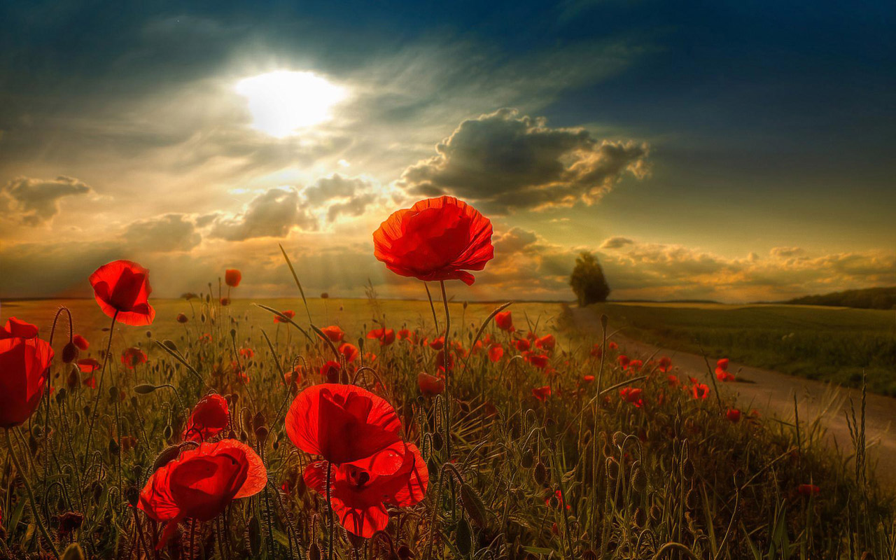 Beautiful Poppy Field Computer Desktop Wallpaper