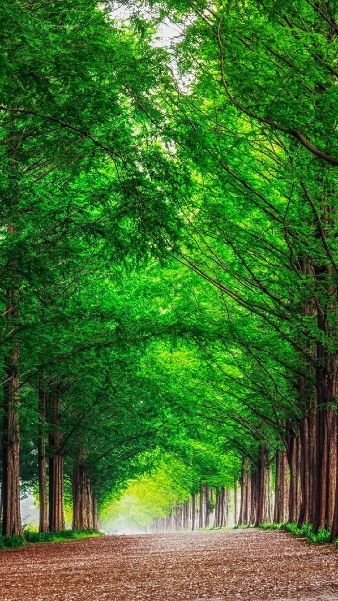 HD Background Green Forest Trees Straight Road Wallpaper