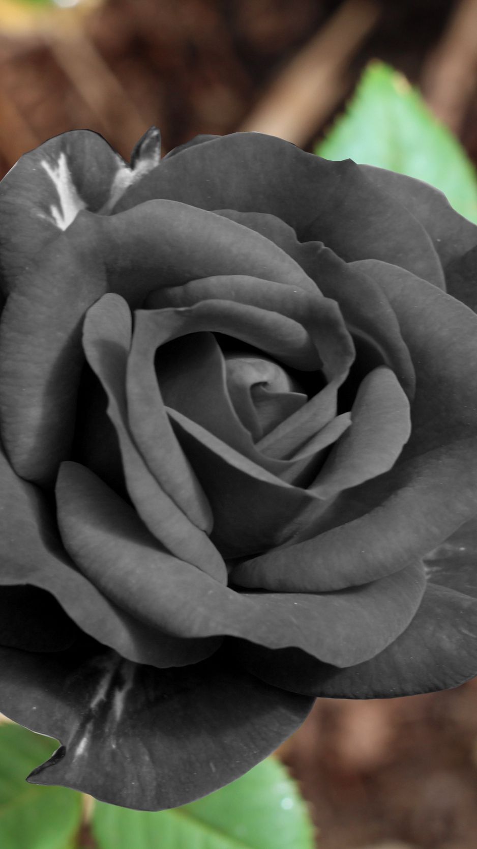 Black Rose iPhone Wallpaper On