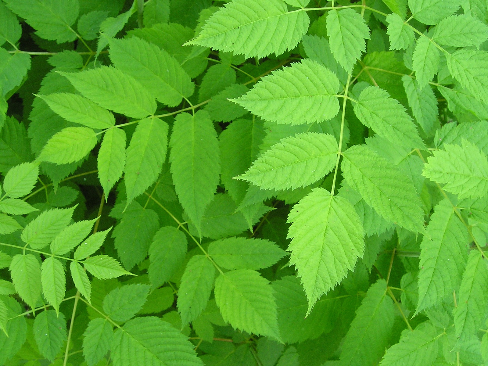 Green Wallpaper Widescreen Nature