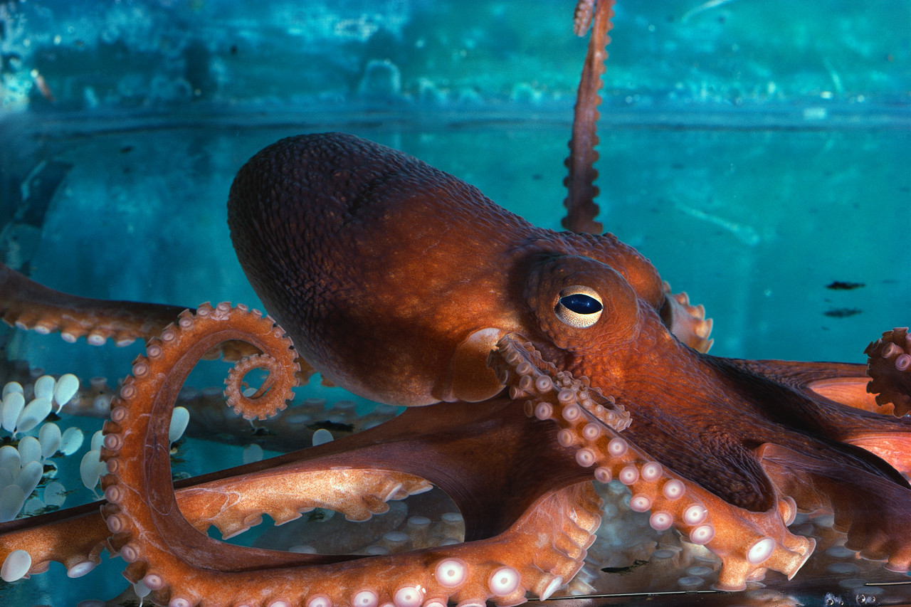 Orange Octopus Beautiful Underwater Animal Hq Photos