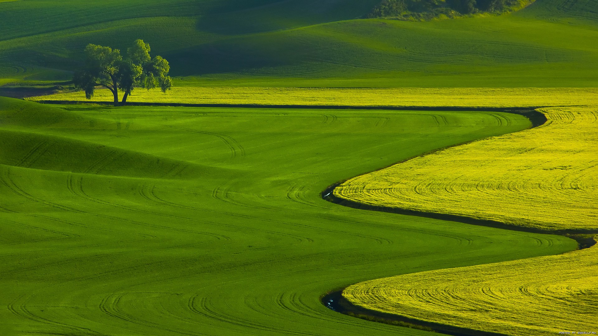 Elegant Green Field Desktop Wallpaper HD