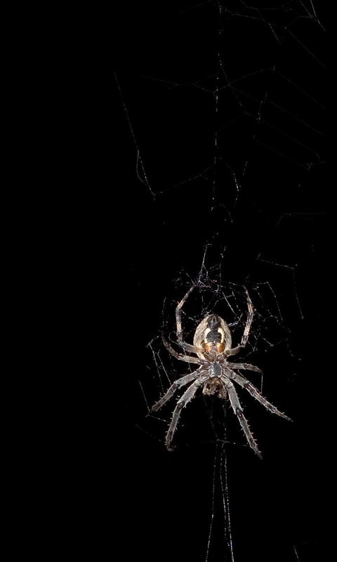 Spiders HD Live Wallpaper For Android