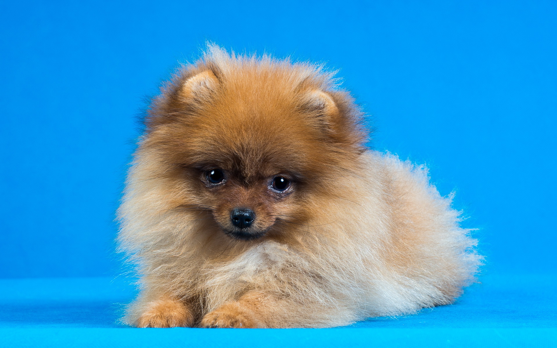 Adorable Pomeranian HD Wallpaper