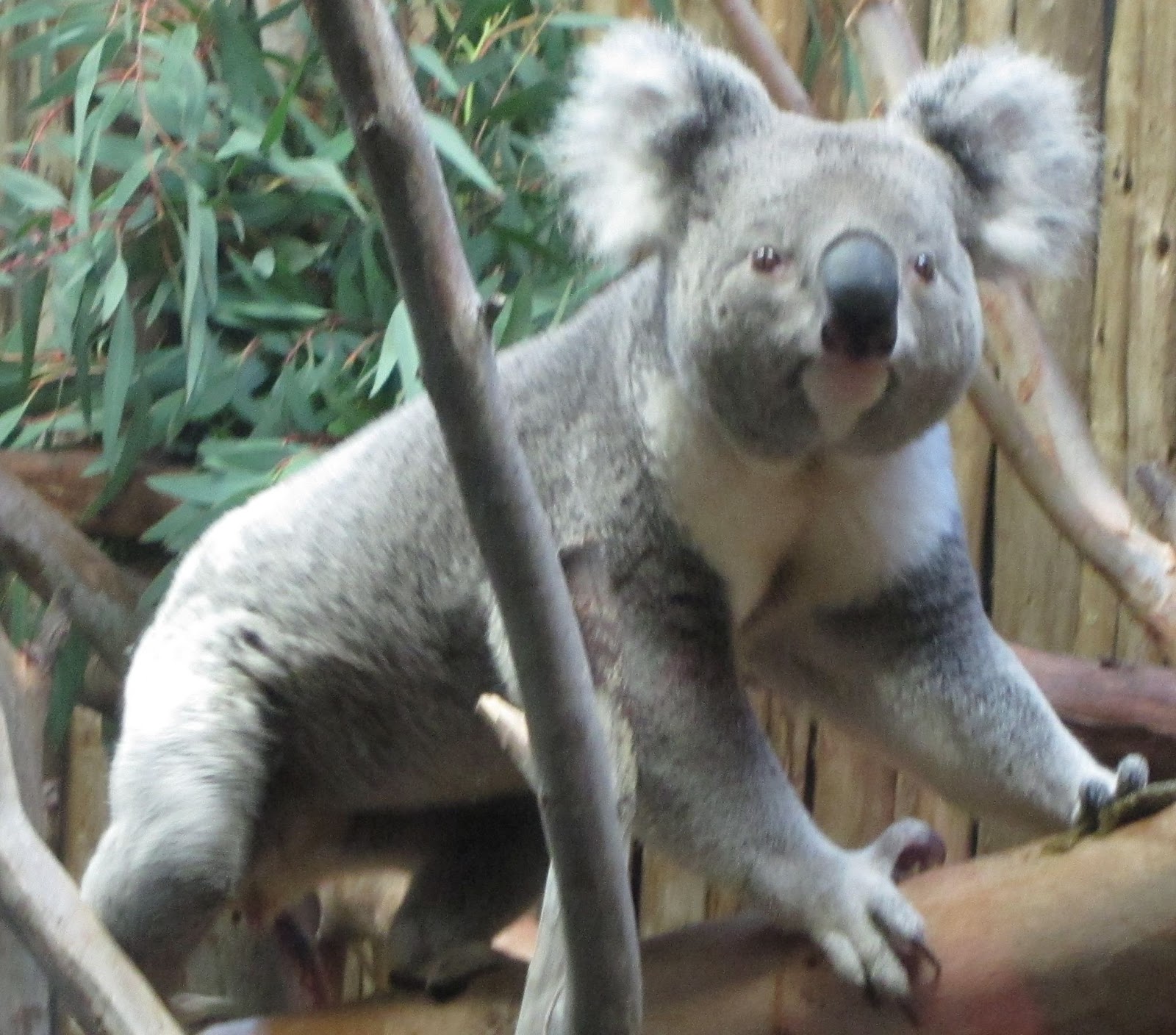 Koala Bear In Tree Wallpaper HD Bears