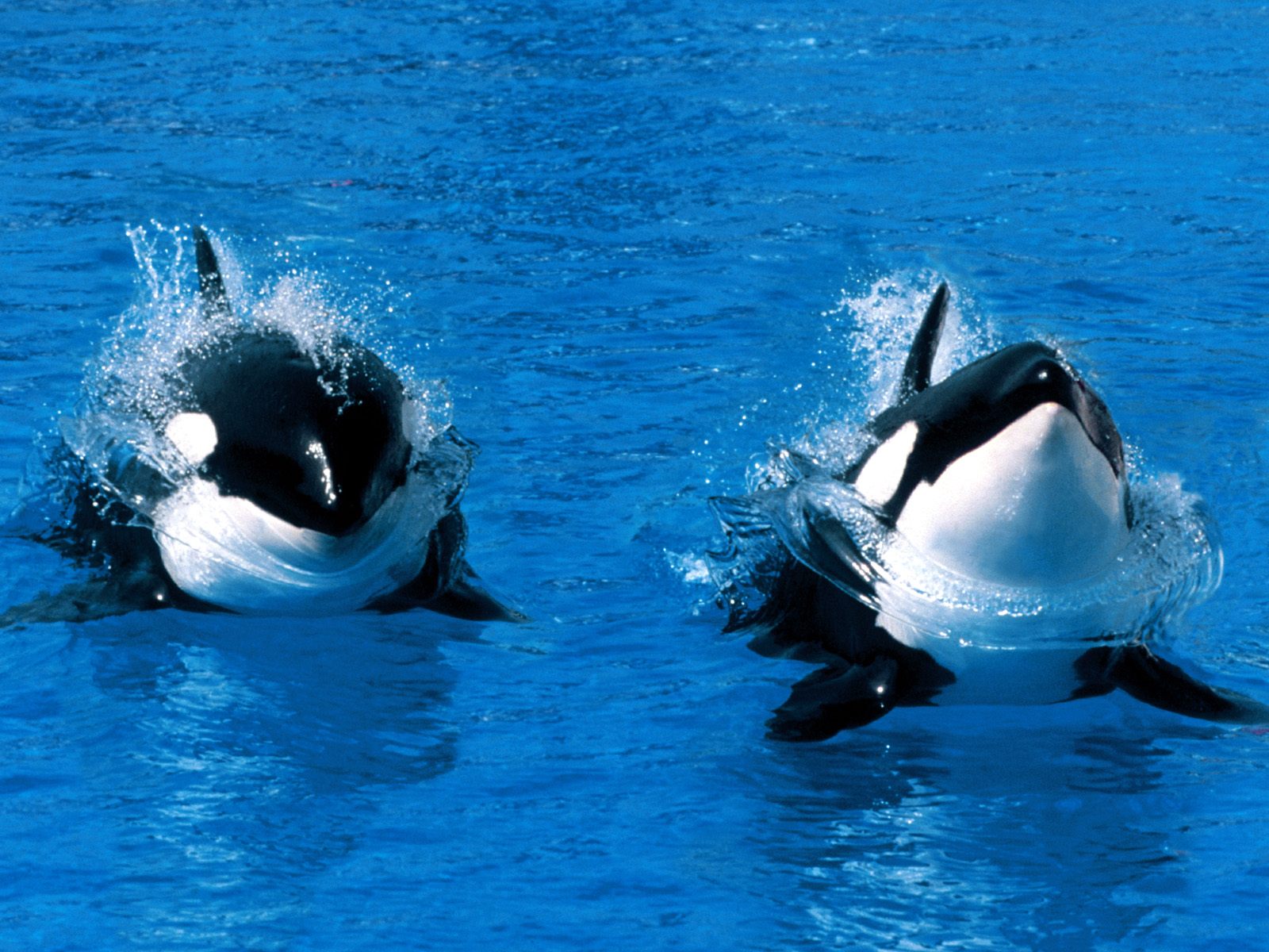 Killer Whales Wallpaper Fun Animals Wiki Videos