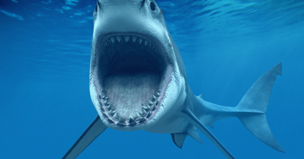 Shark Attack Screensaver Screensavergift