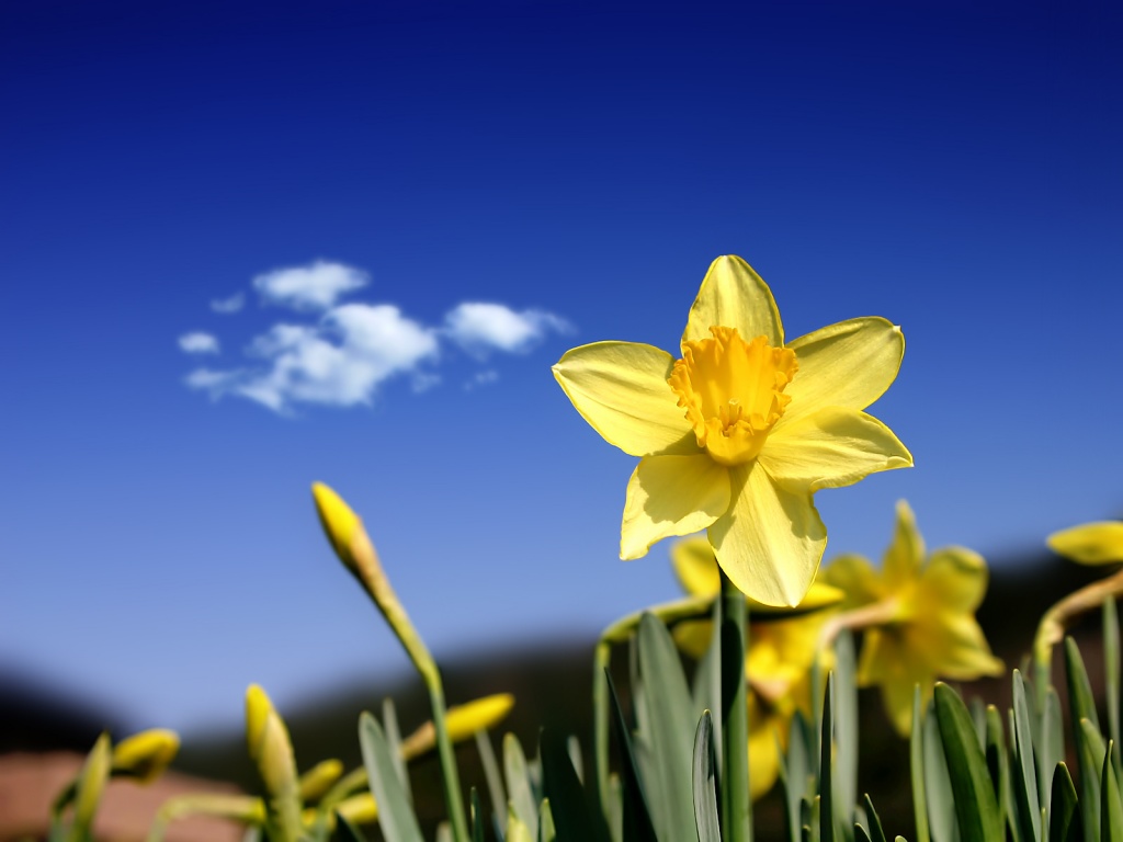 Beautiful Daffodils Desktop Pc And Mac Wallpaper