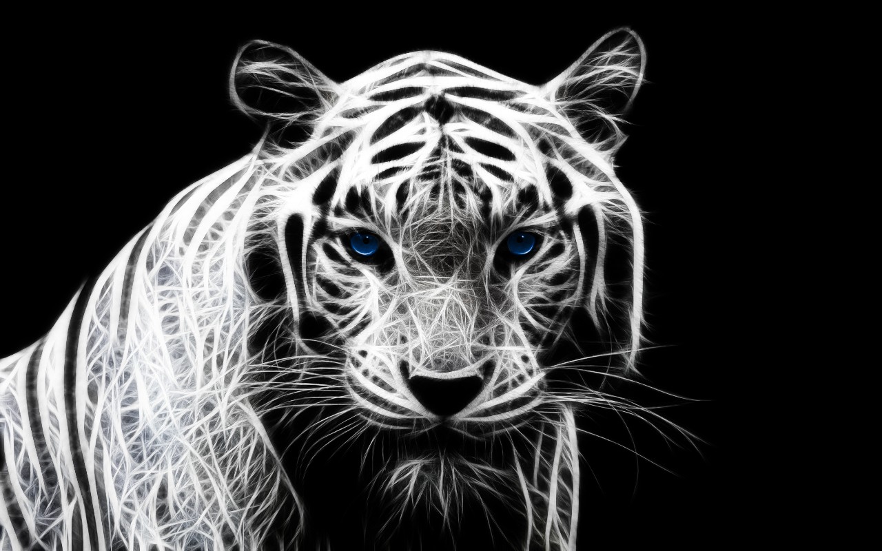 White Tiger HD Wallpaper Amazing Wallpaperz