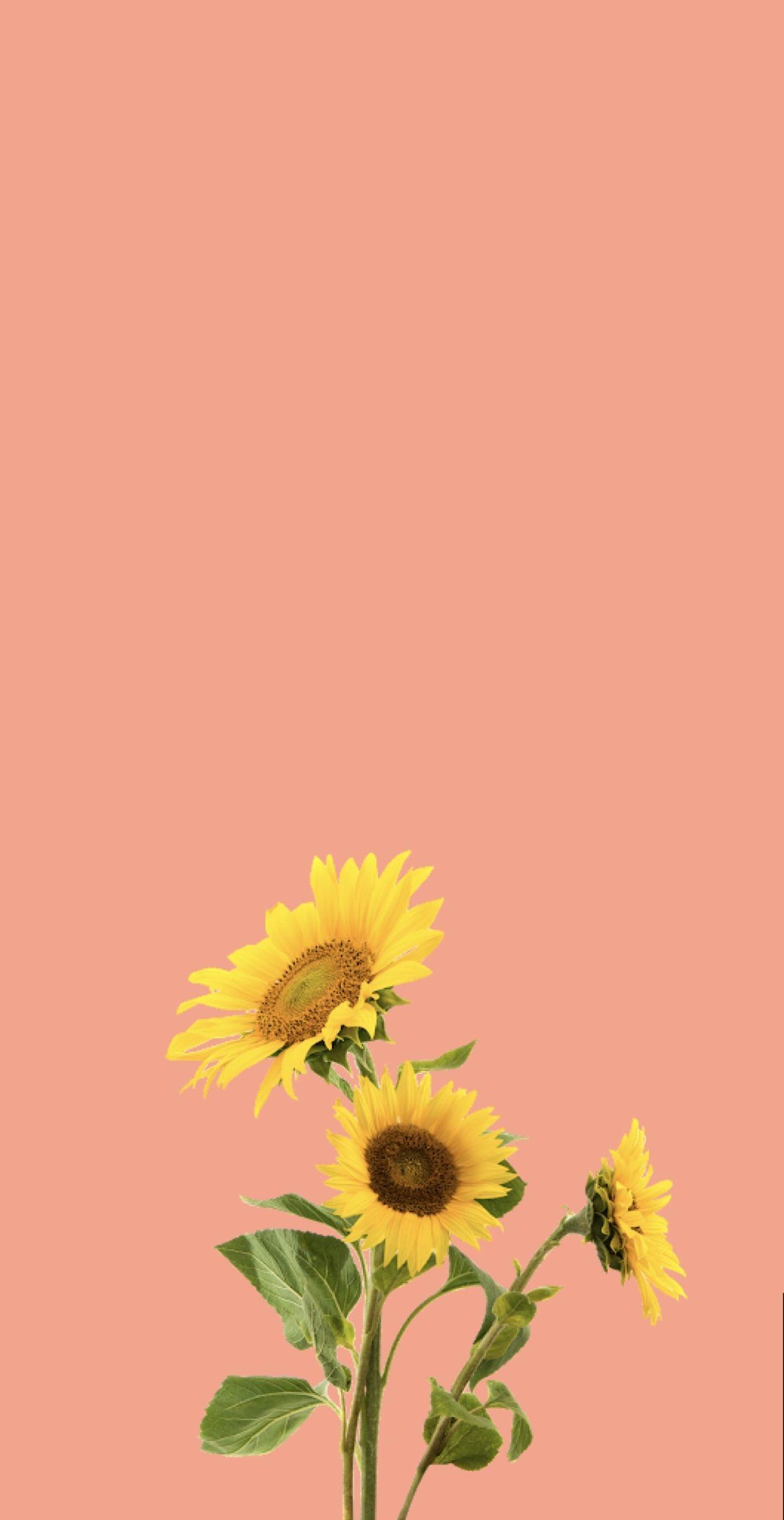 Sunflower iPhone Wallpaper - Free Phone Background - Verderamade