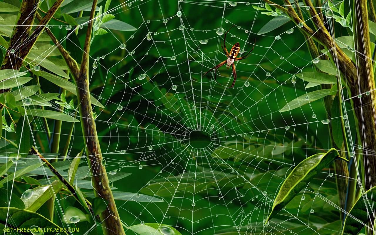 Spider Wallpaper