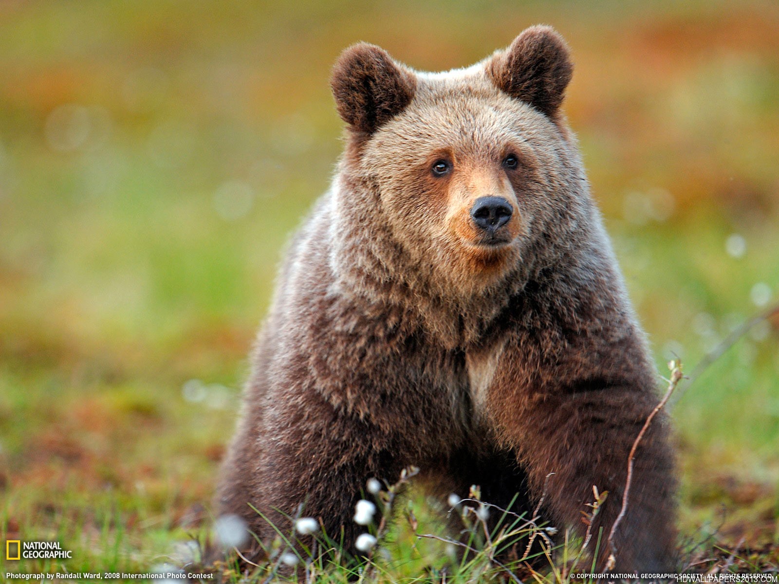 Grizzly Bear Wallpaper High Definition