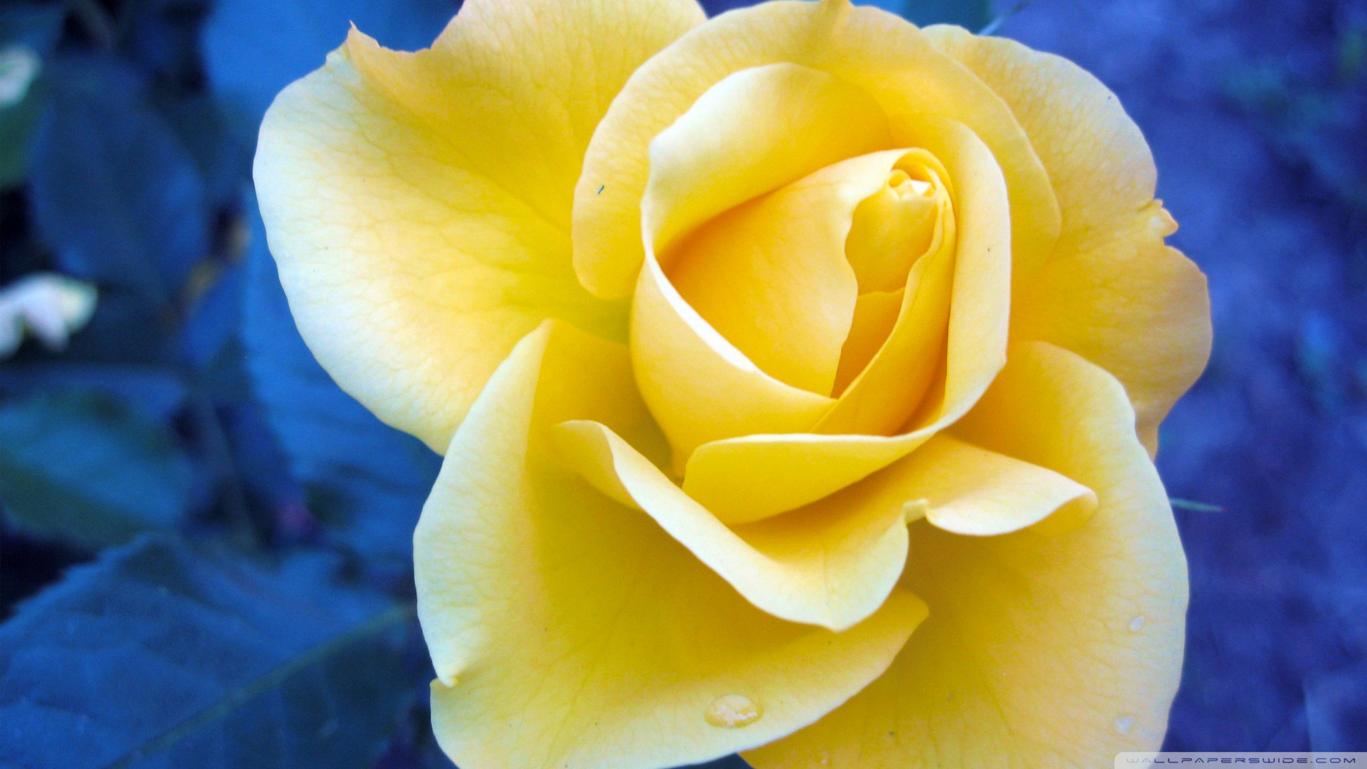 Yellow Background Wallpaper Blue Against Rose Image