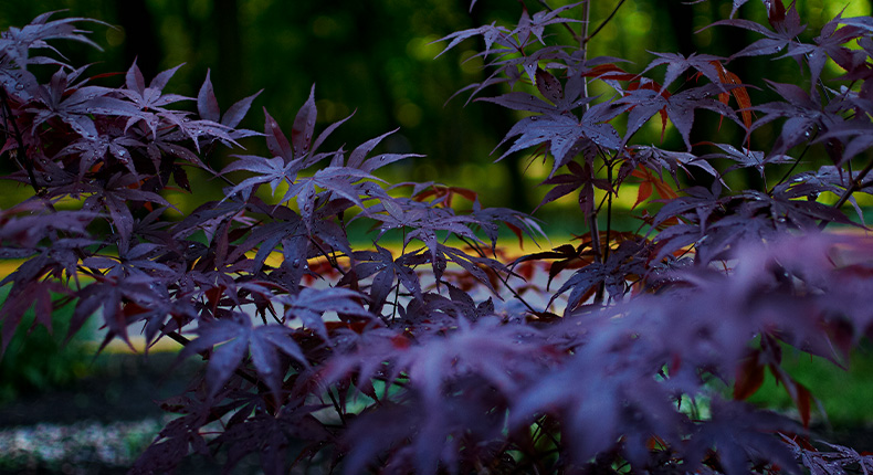 Purple Leaves High Quality HD Wallpaper For Wide Range