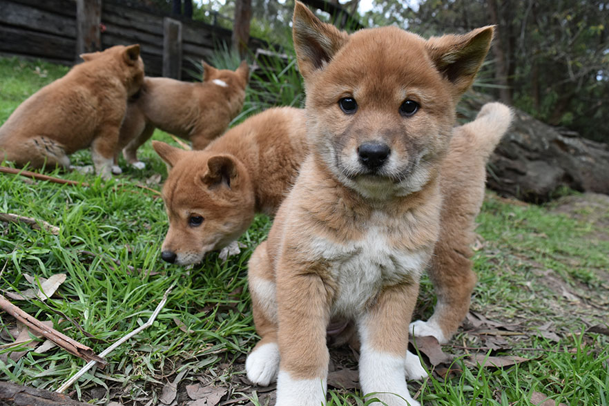 Meet New Dingo Puppies Born At The Australian Reptile