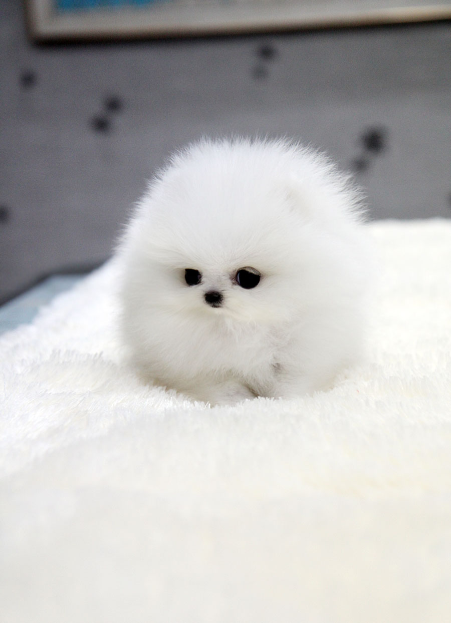 Teacup Puppy White Pomeranian