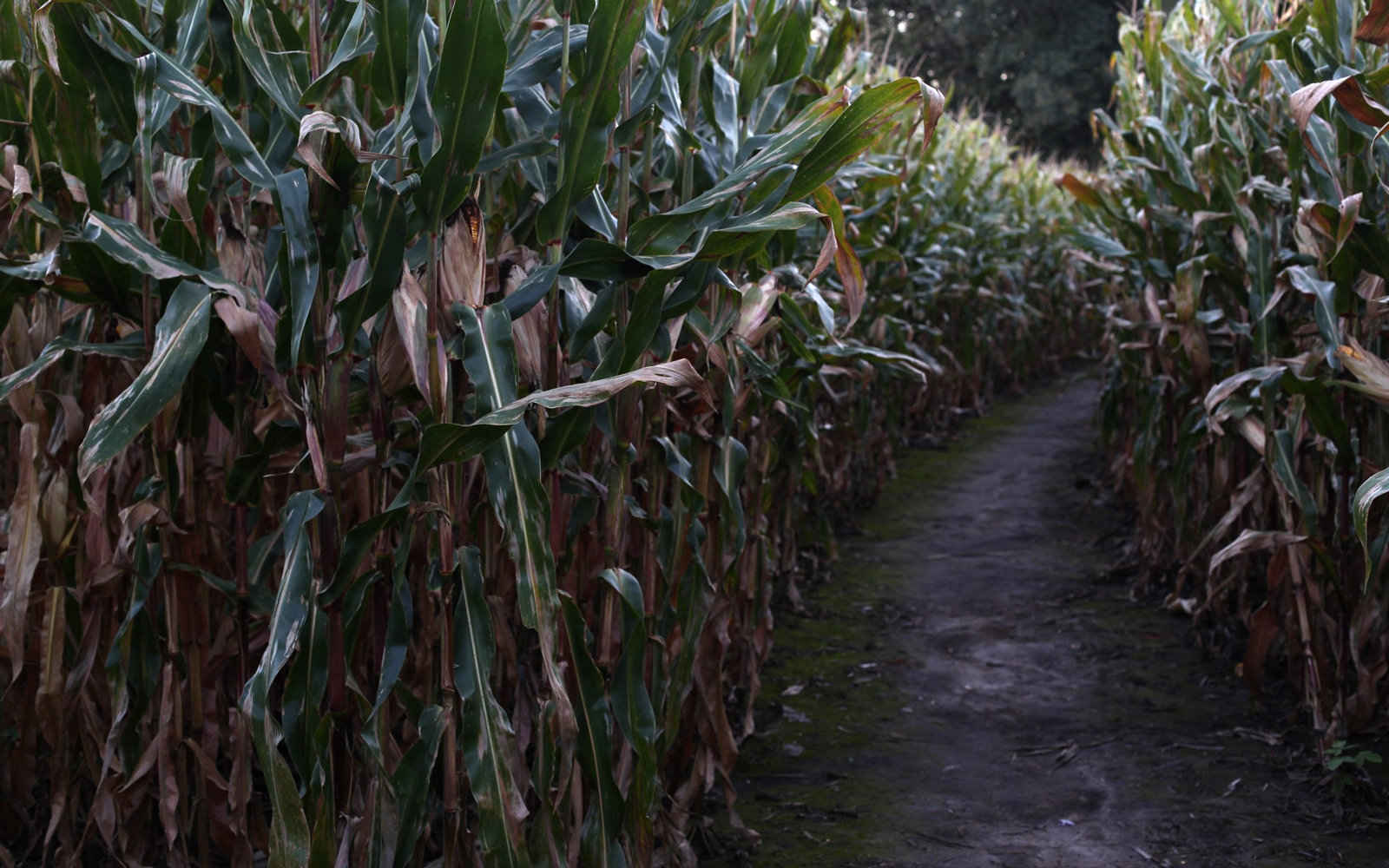 The Country S Creepiest Haunted Corn Mazes For Halloween Travel