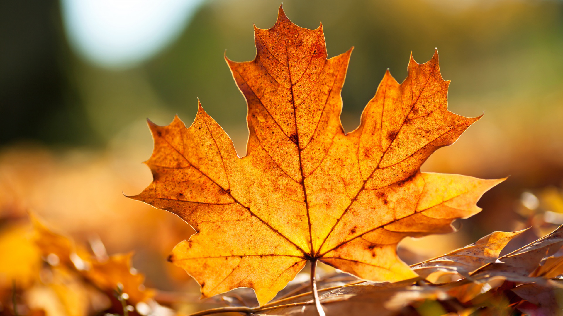 HD Fall Wallpaper