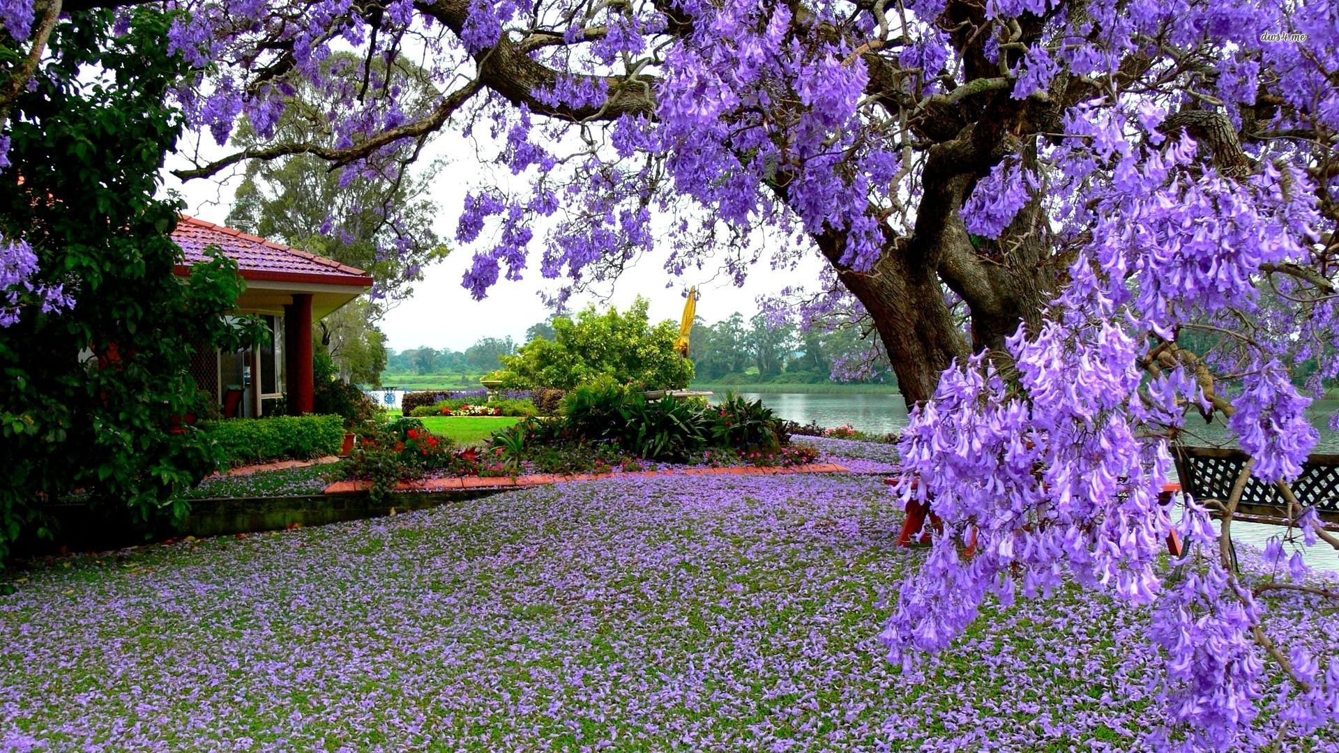 Purple Blooming Tree In The Garden Wallpaper MixHD