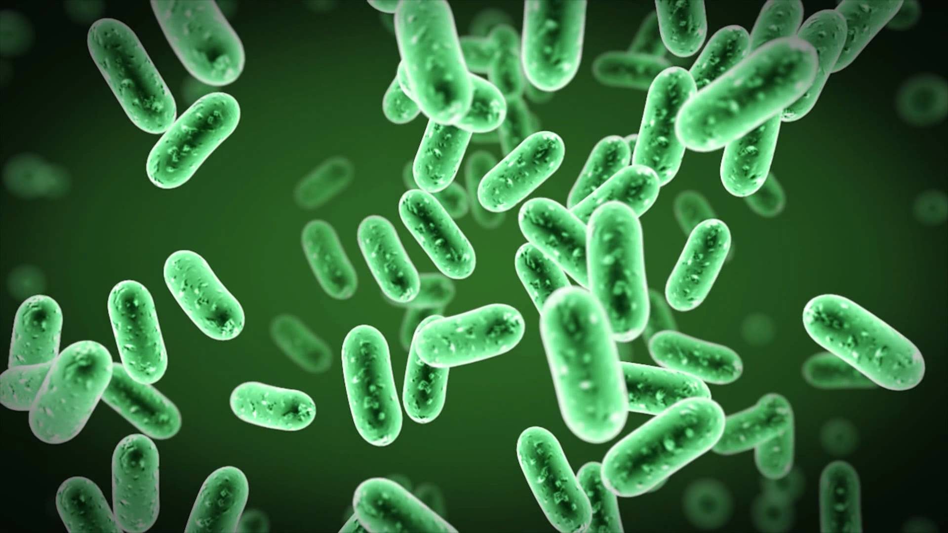 Bacteria Animation Wallpaper High Quality Background For Others