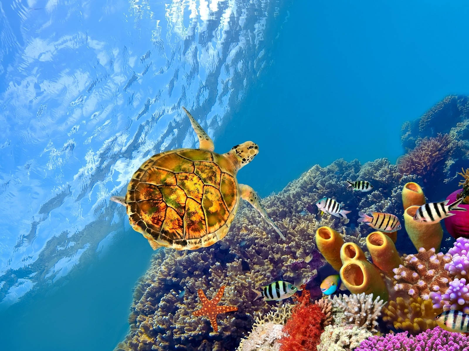 Cute Turtle Wallpaper