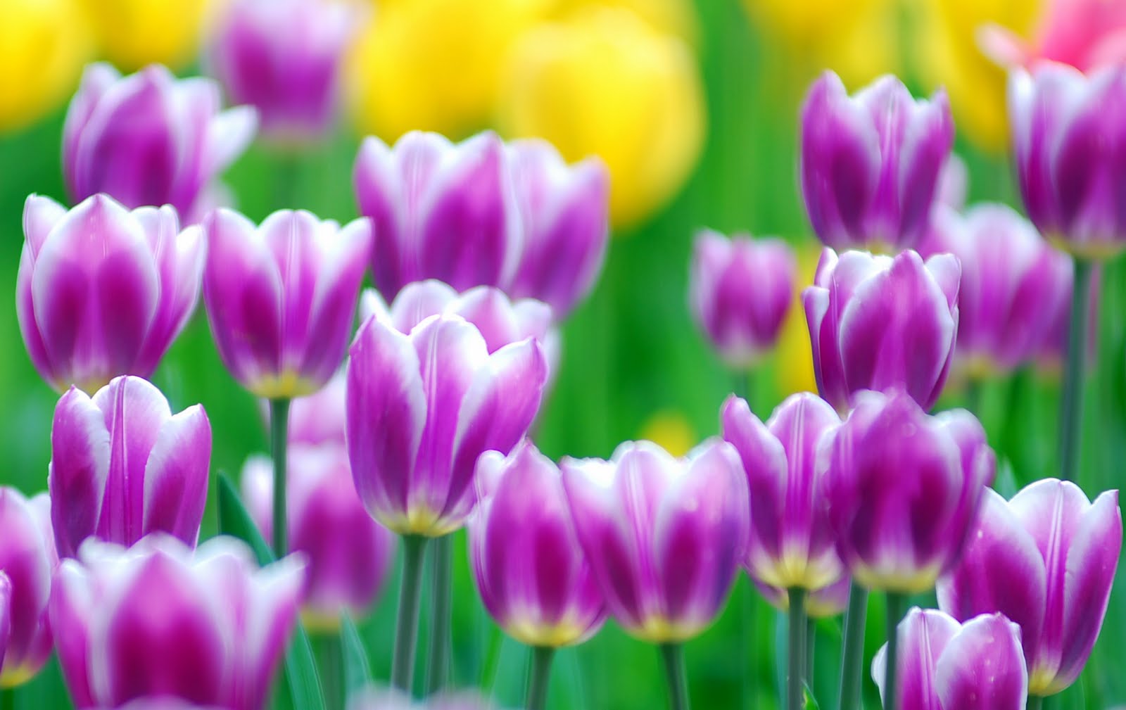 Tulips Flowers Wallpaper Image Pictures Pixhome