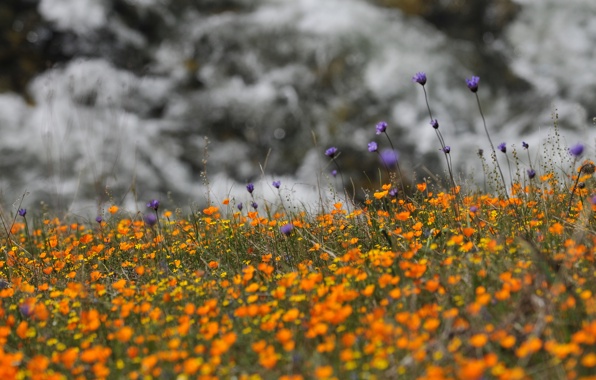  nature flowers cornflowers purple yellow wallpapers