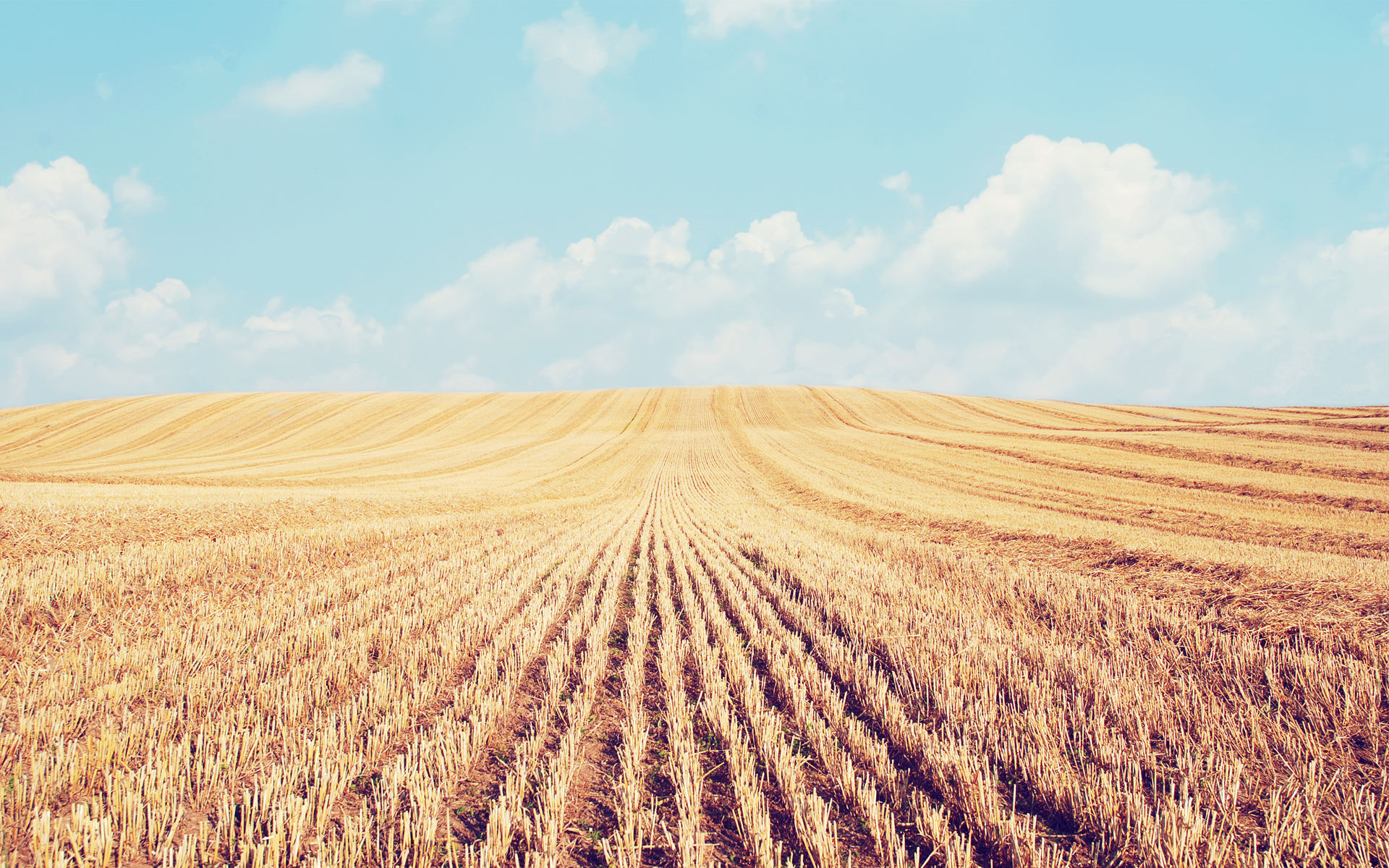 Wheat Field Crop Agriculture Ultra Hd Wallpaper K X