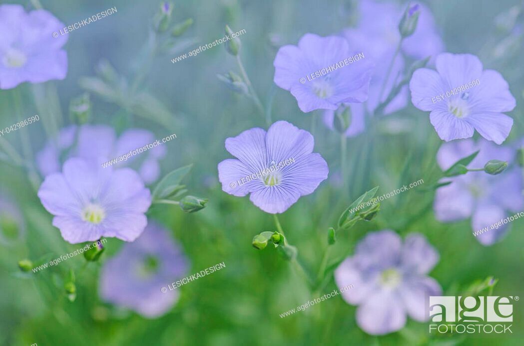 Wild Blue Flax Background Field Flowering Stock Photo