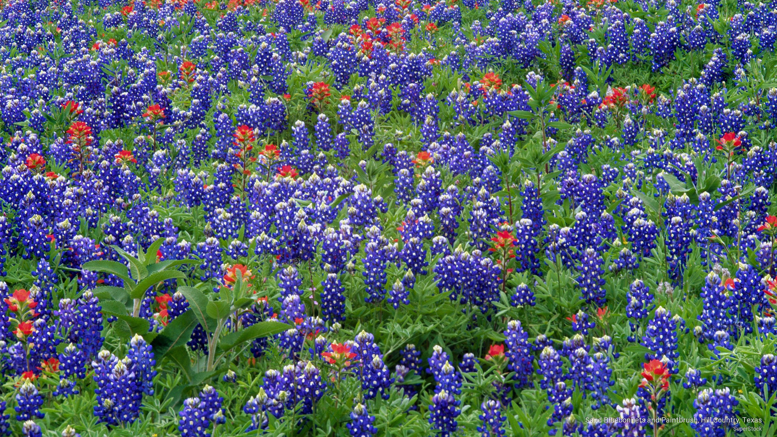 Wallpaper Sand Bluebons And Paintbrush Hill Country Texas