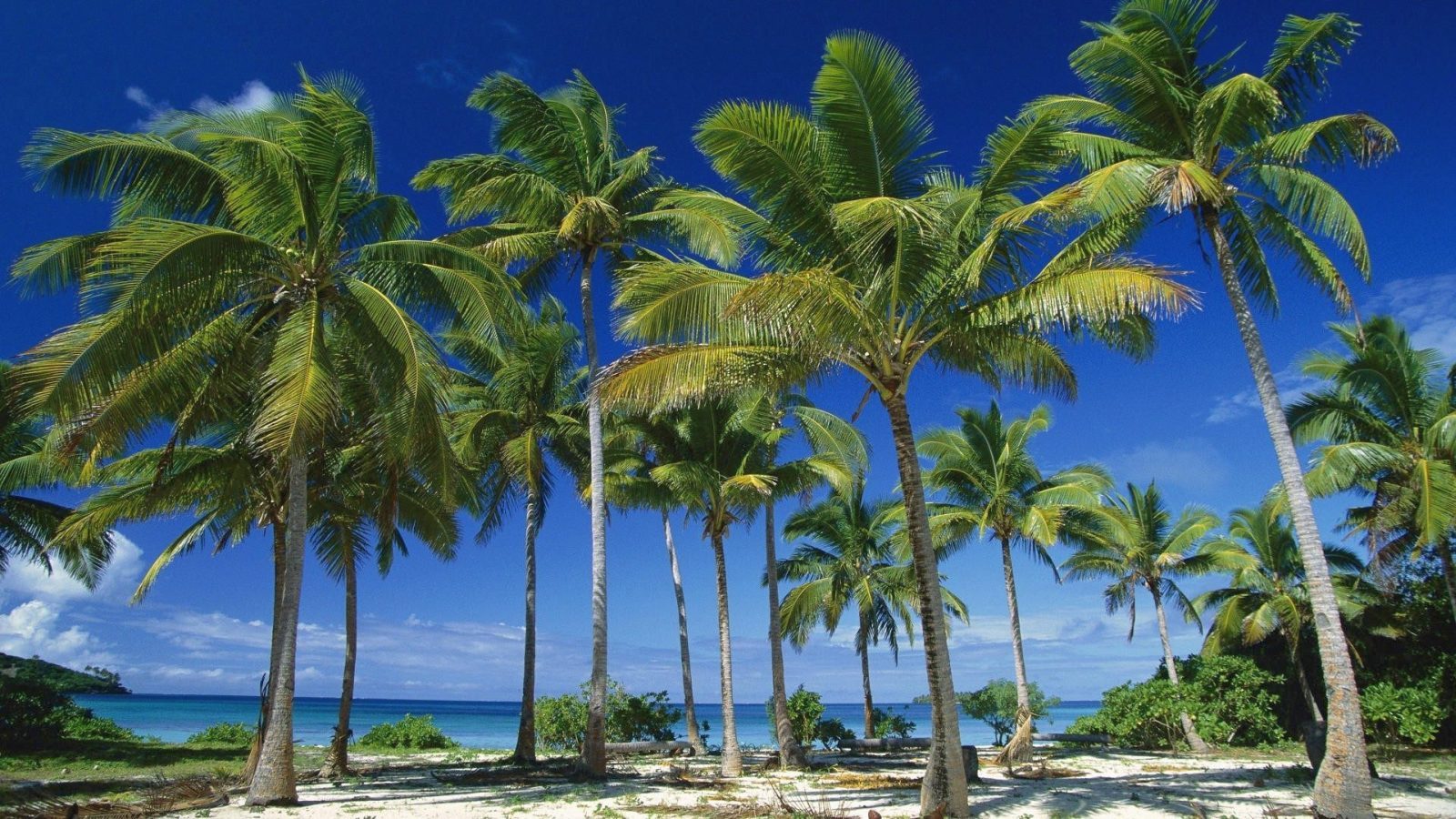 Palm Tree Wallpaper Related Keywords Amp Suggestions