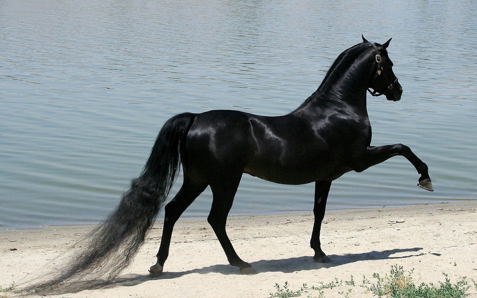 hd horse wallpaper with beautiful black horse hd horses wallpapers 1600x1000