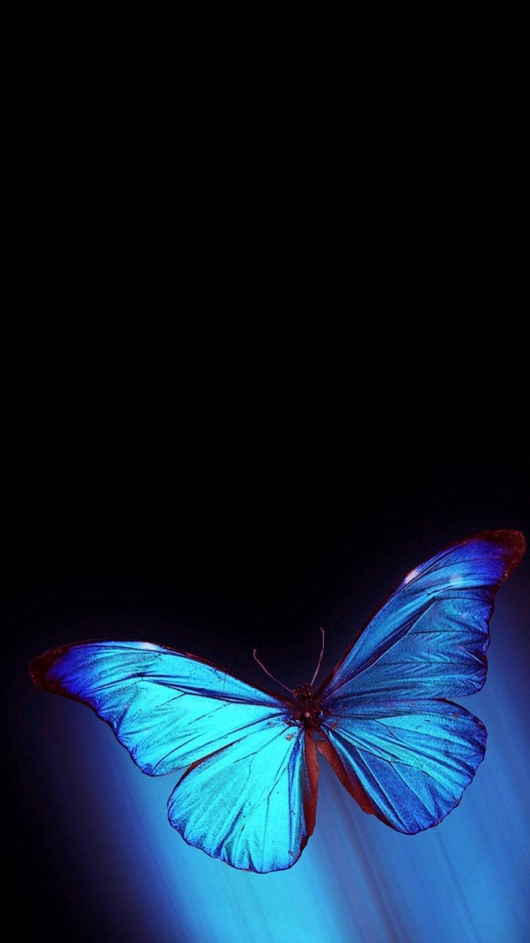 Top Butterfly iPhone Wallpaper Full HD 4k To Use