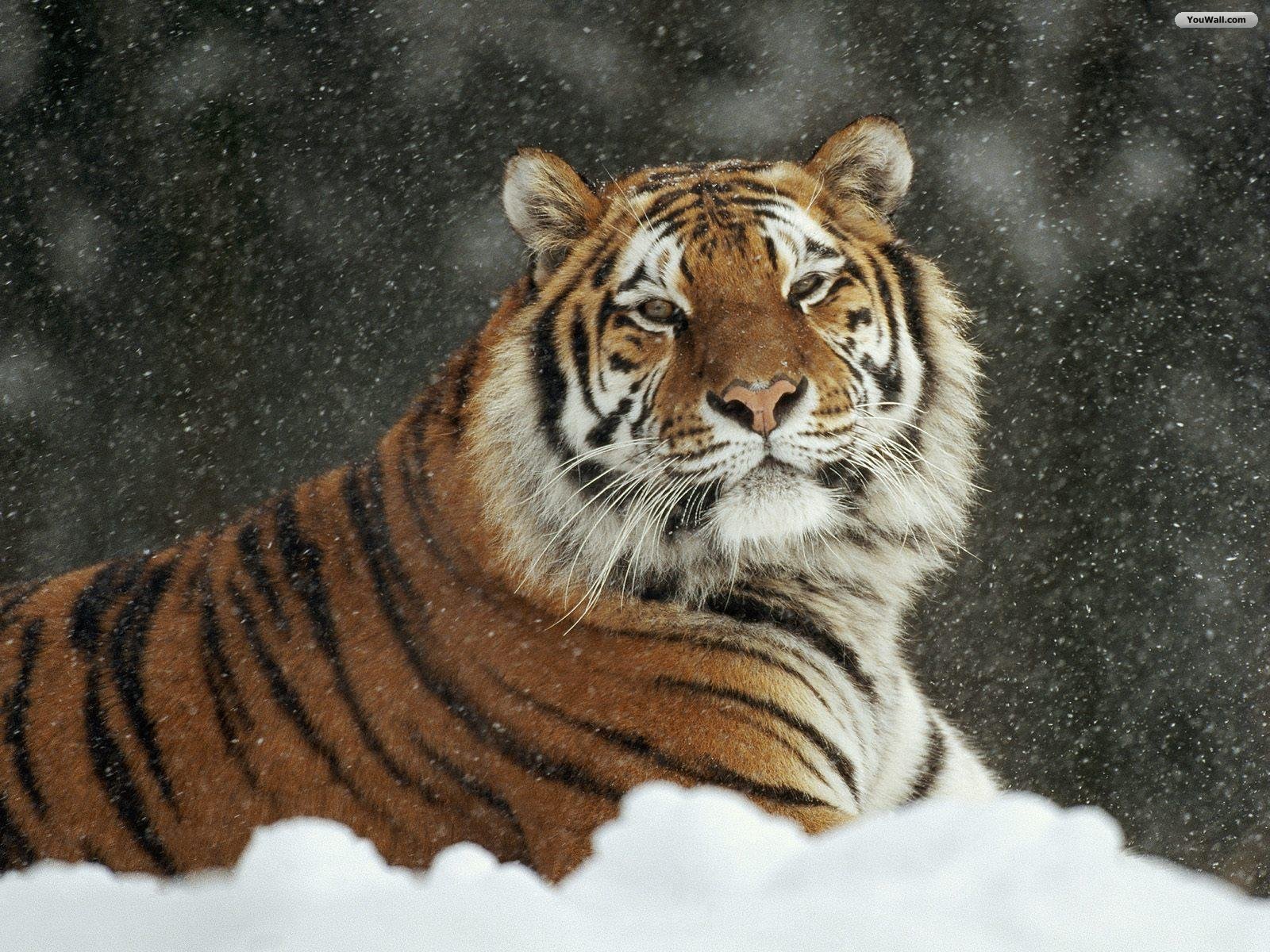 Youwall Snow Tiger Wallpaper