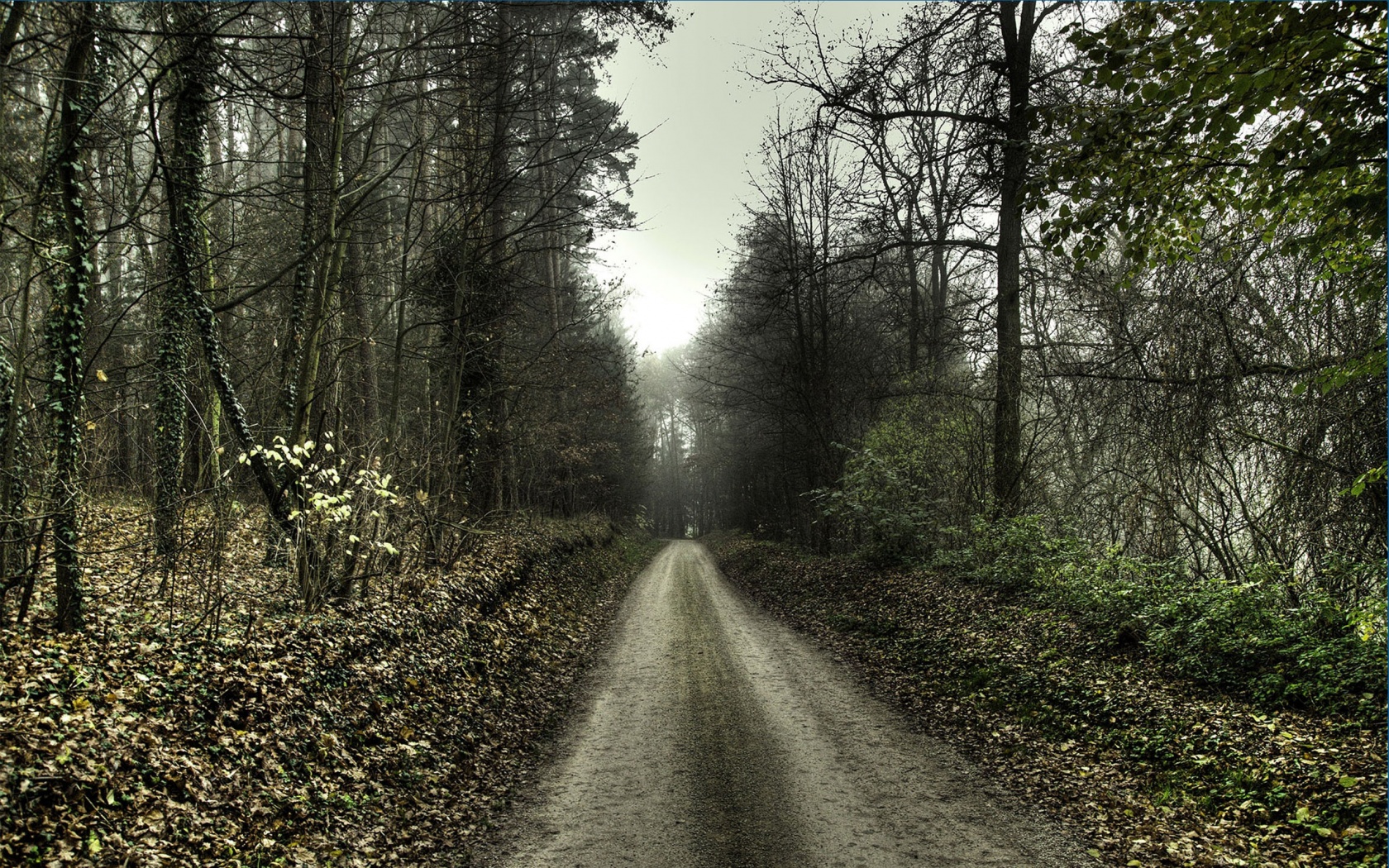 Haunted Forest Scary Road HD Wallpaper Widescreen