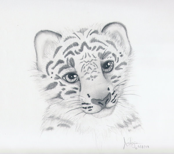 Baby Snow Leopard By Runeelf