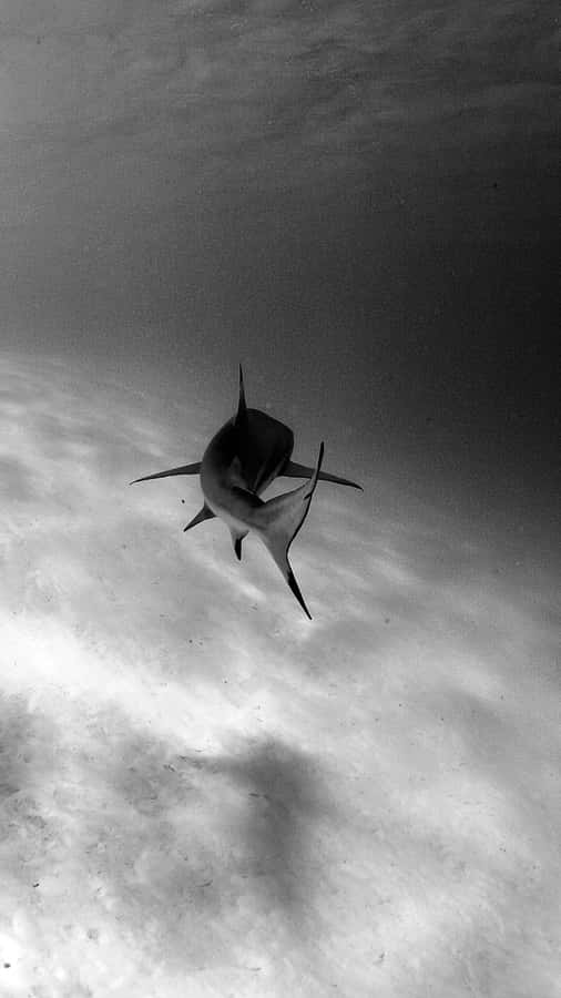 Pap Is De Parede Shark iPhone Wallpaper