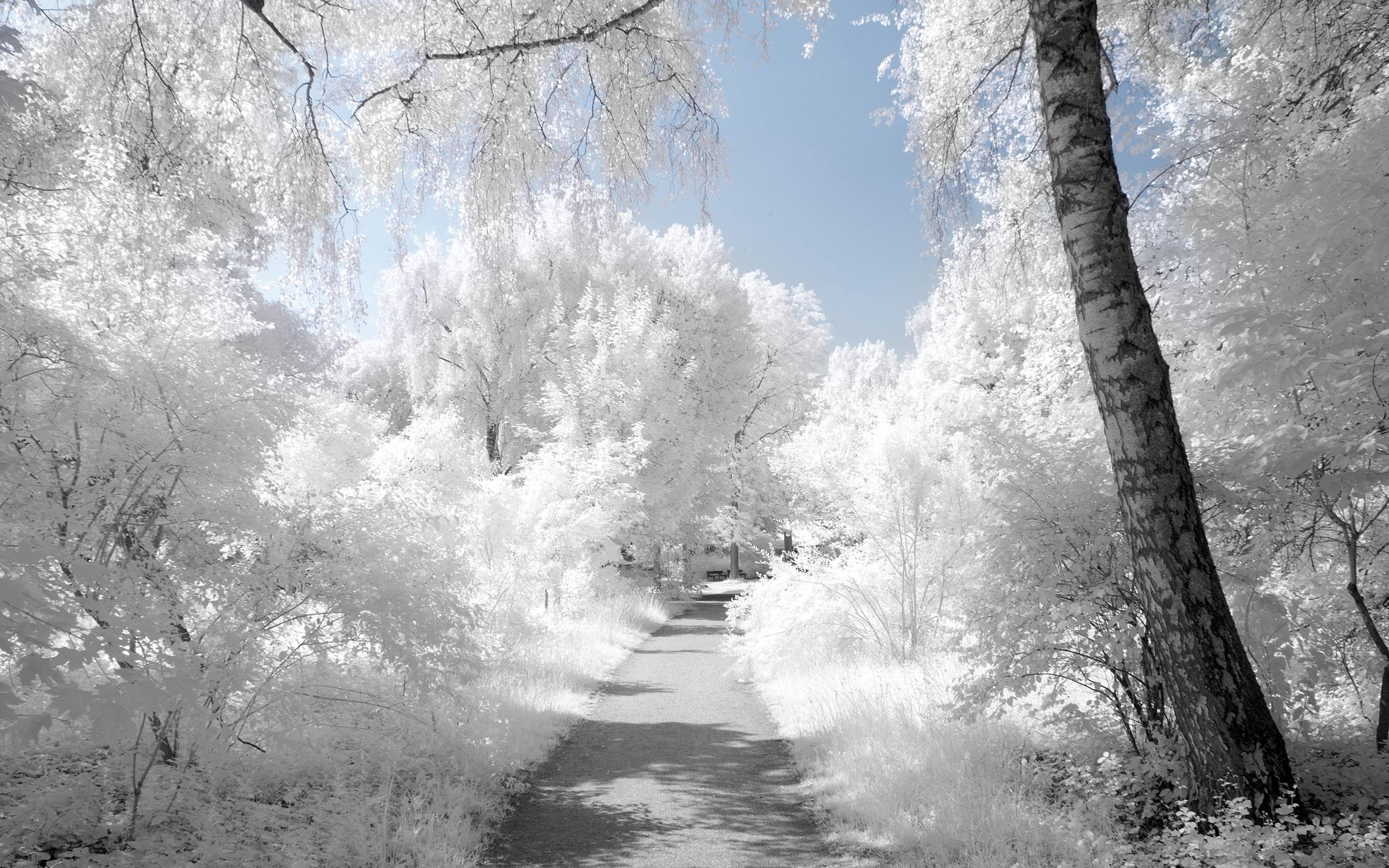 Pure White Wallpaper