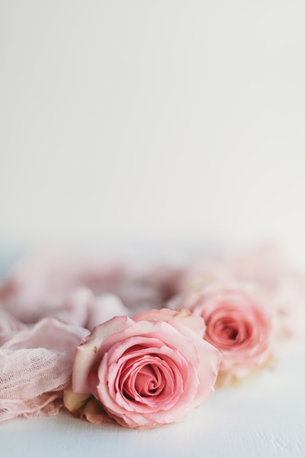 Pink Roses Pictures Image
