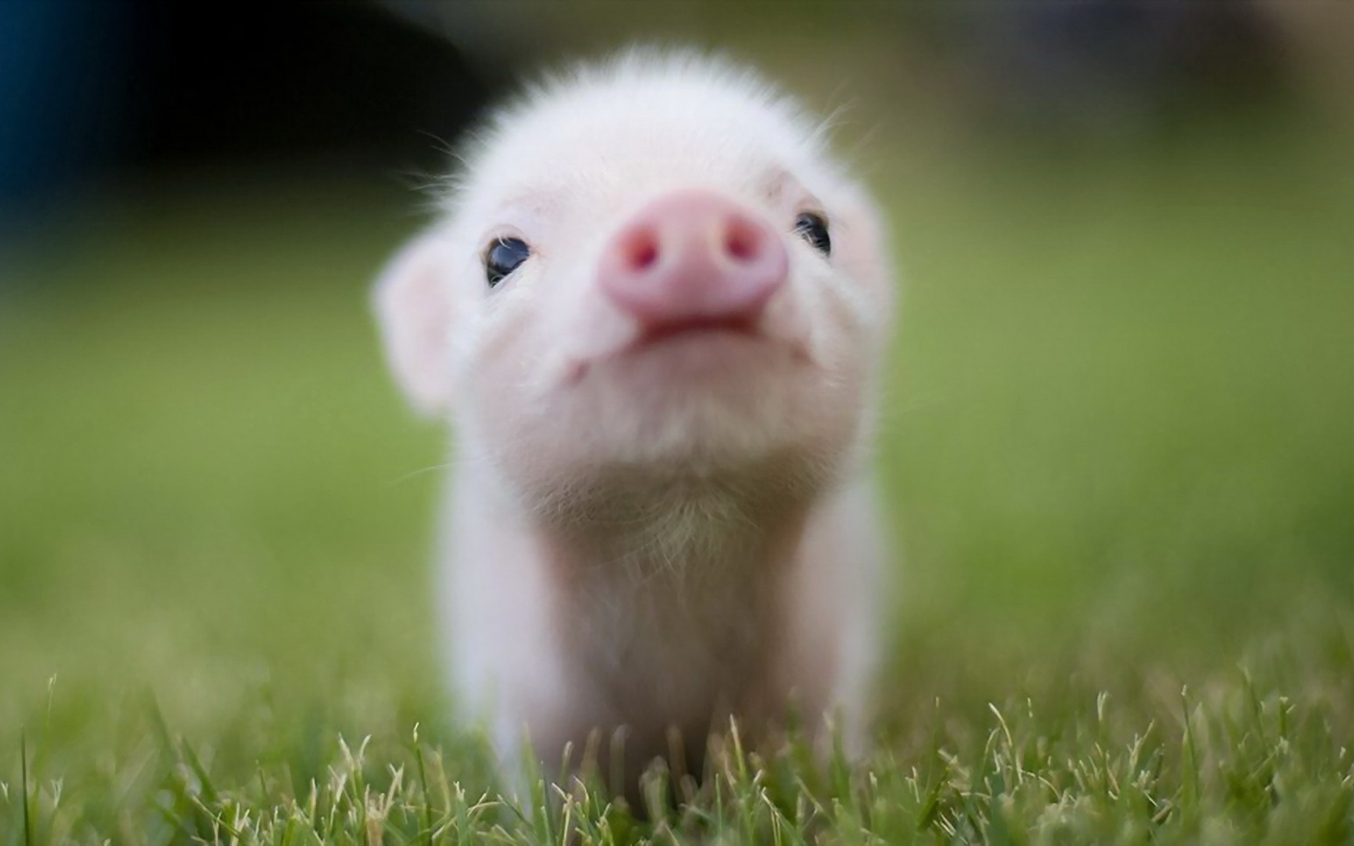 Little Pig Wallpaper And Image Pictures Photos