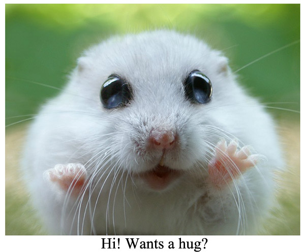Funny Pictures Hamster Wallpaper
