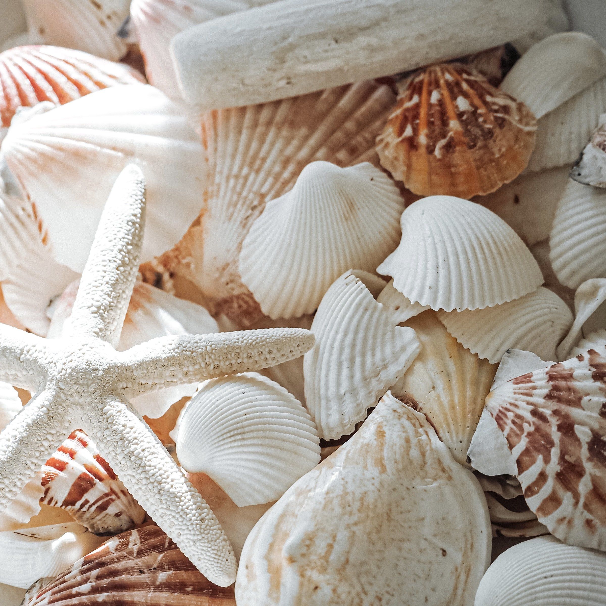 Bag Of Shells In Wallpaper